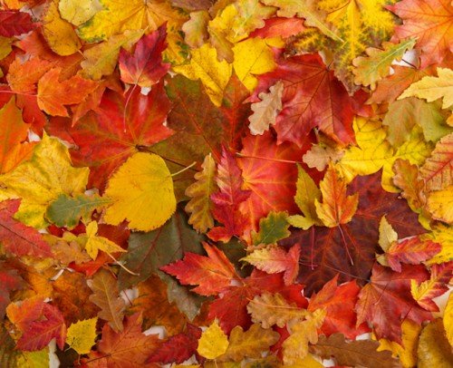 OTOÑO