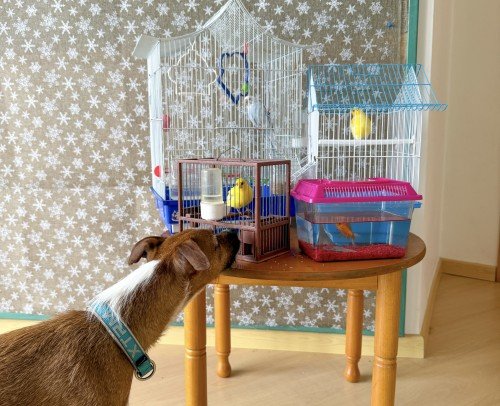 Festividad “Sant Antoni”