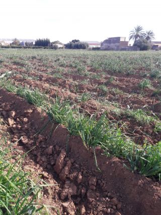PORQUE ESTAN RICOS NUESTROS CALÇOTS?