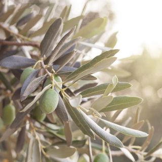 LOS PRODUCTOS DE NUESTRA TIERRA