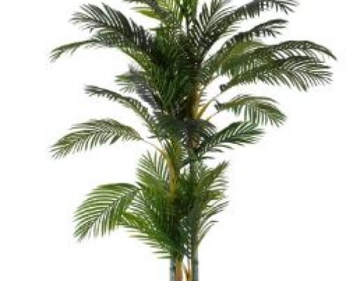 Planta areca palmera verde