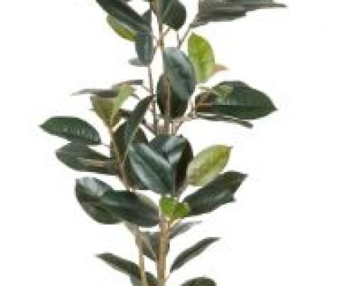 Planta ficus verde oscuro