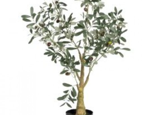 Planta olivo verde