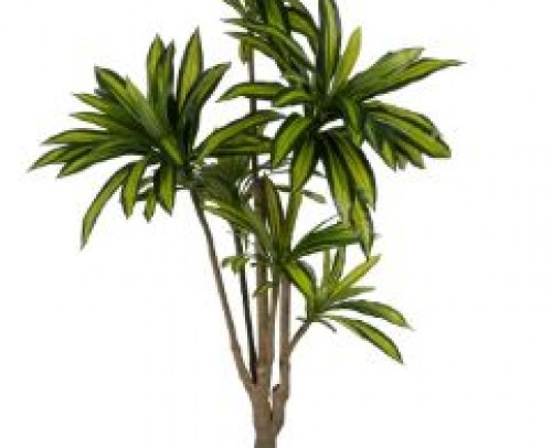 Planta dracaena verde