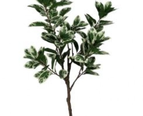 Planta magnolia verde-blanco