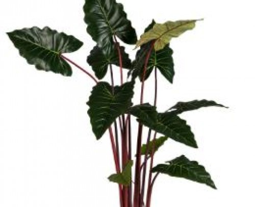 Planta colocasia verde