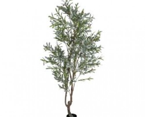 Planta olivo verde