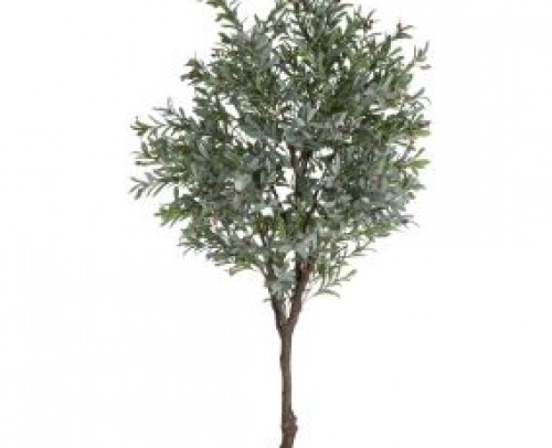 Planta olivo verde