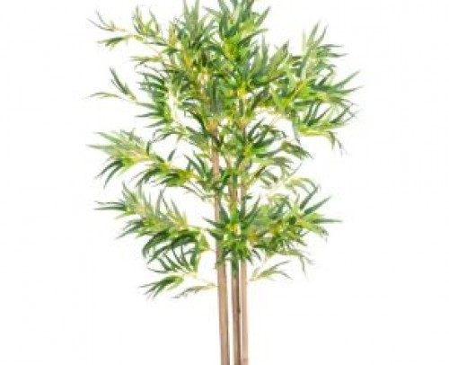 Planta bambú 