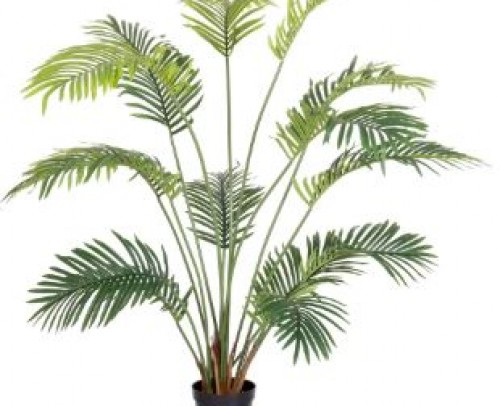 Planta areca