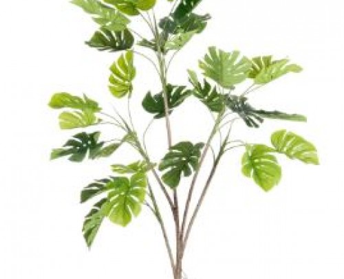 Planta monstera