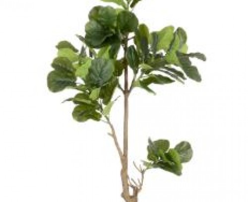 Planta ficus