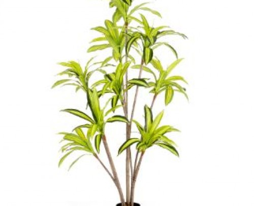 Planta dracaena