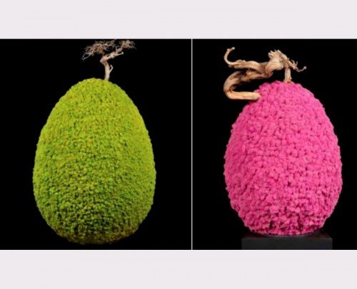 Chromatic Cocoon