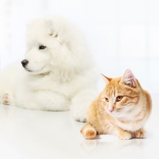 Esterilización de perras y gatas