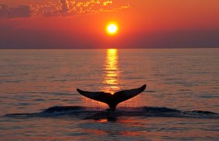 2025 | Dénia: un paraíso natural para el avistamiento de ballenas en el Mediterráneo 