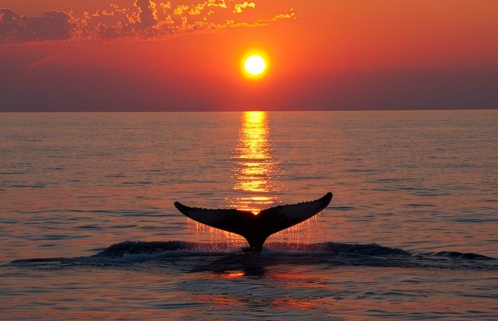 ballenas_hotelasalamarina.jpg