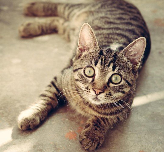Que te adopte un gato abandonado es sinónimo que tienes buen corazón